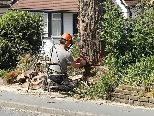 Professional Tree Surgeons in Hawkinge